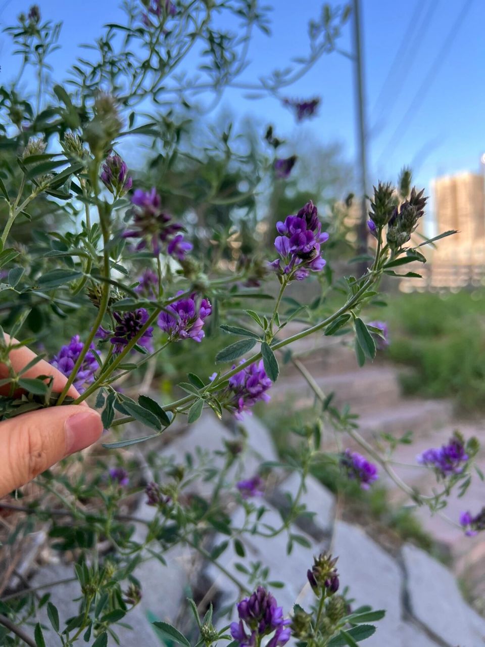 东北路边的那些野花——紫苜蓿 紫苜蓿花语:幸运