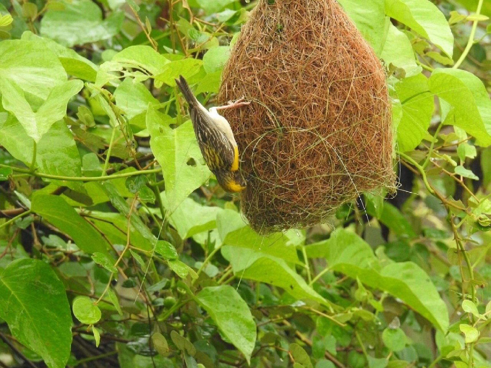 鬼斧神工～黄胸织布鸟的鸟窝 #鸟# #观鸟# #鸟类摄影