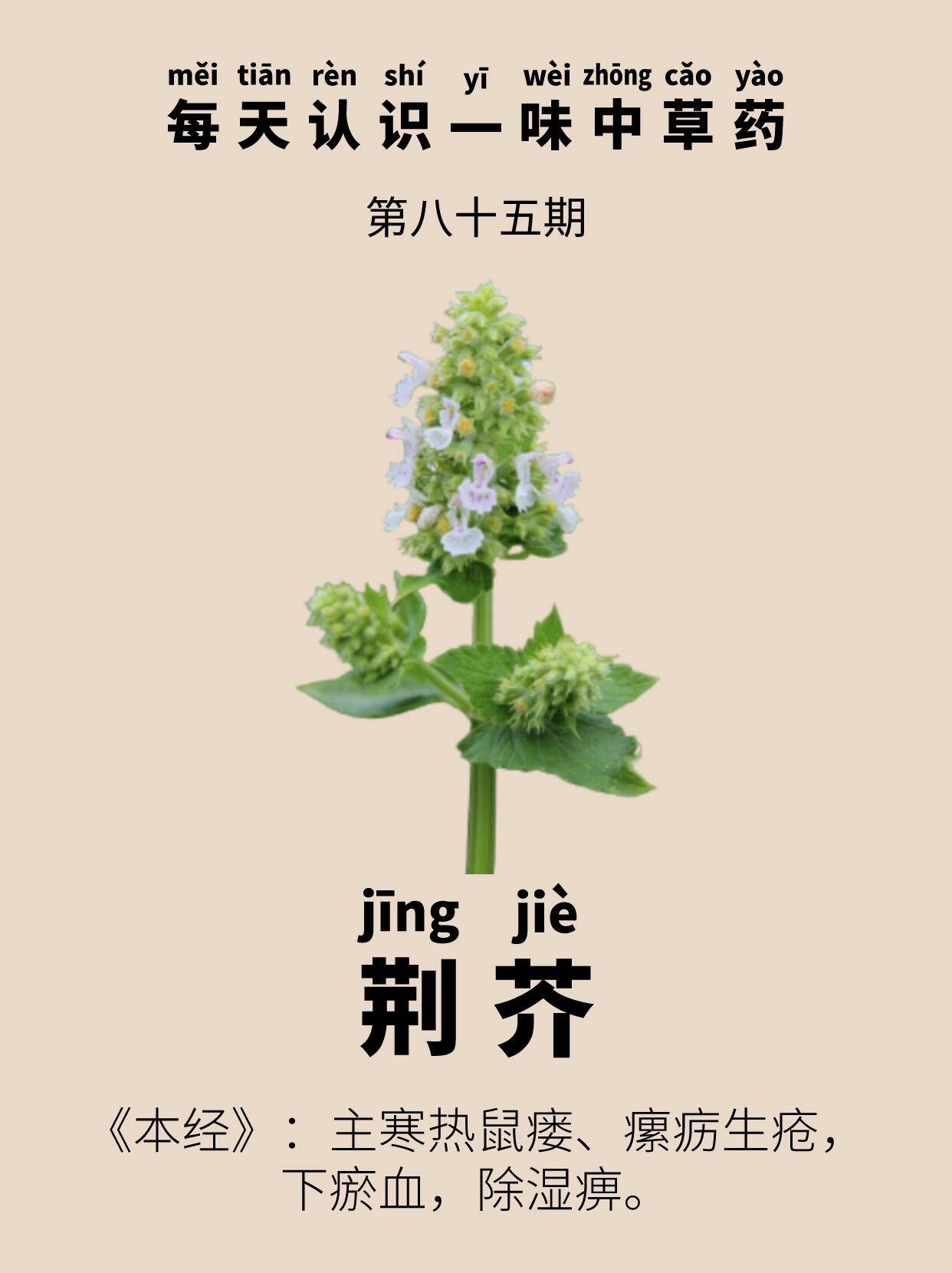 荆芥读音图片