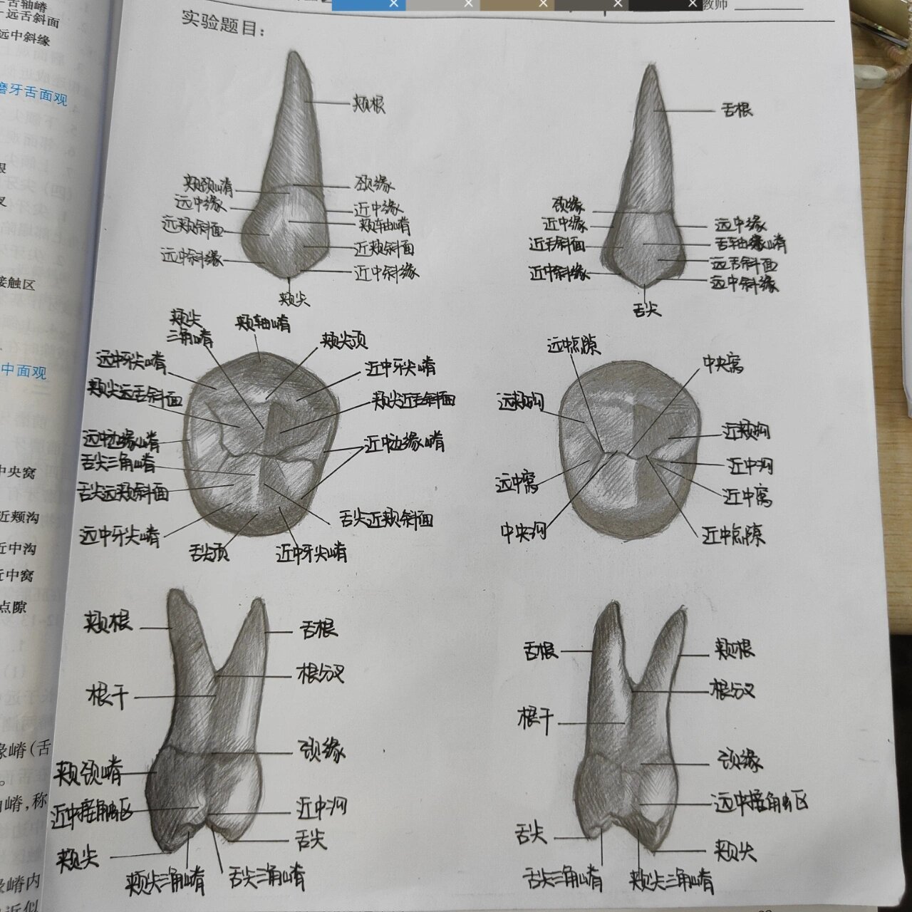 诶嘿 手绘右侧上颌第一前磨牙 好久好久才来更新?