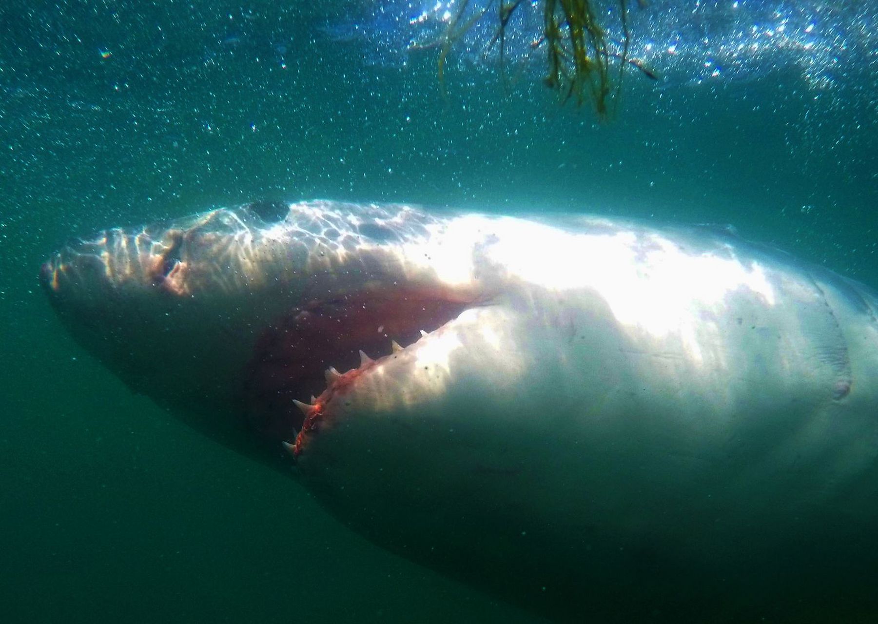 大白鲨图片 噬人鲨是鼠鲨目鼠鲨科噬人鲨属鱼类