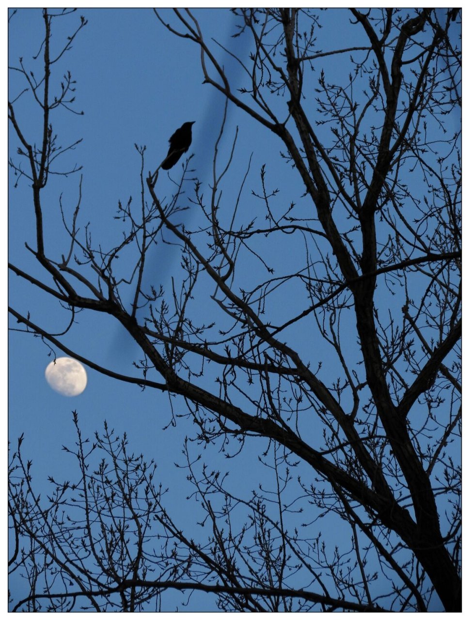 《残月》—顾城童话诗选 云浆散去了, 风尘落下了, 月亮将半个脸挂在