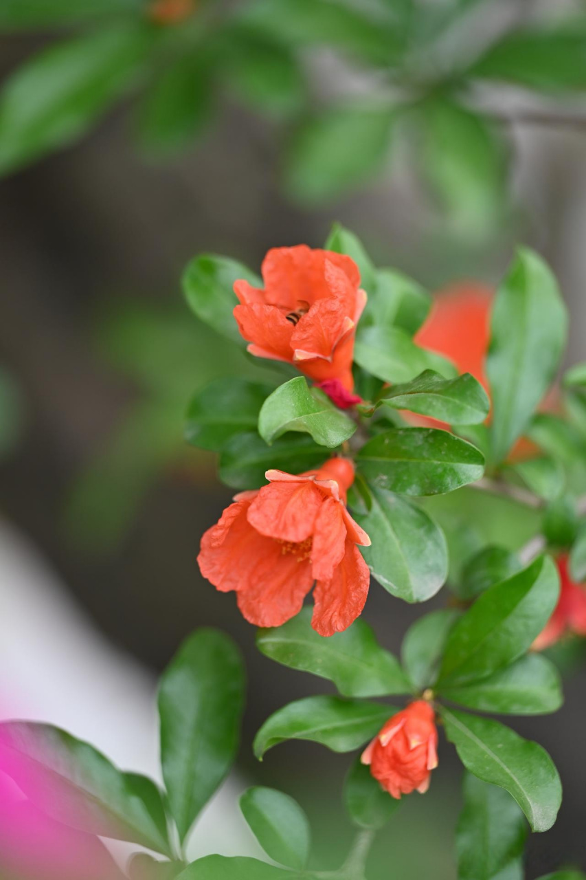 西安的市花图片