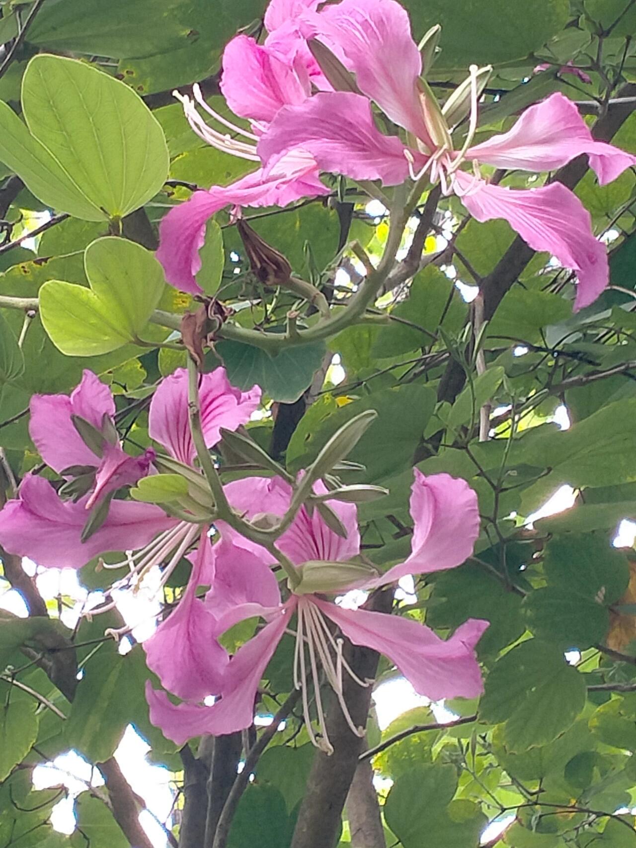 贵港紫荆花图片