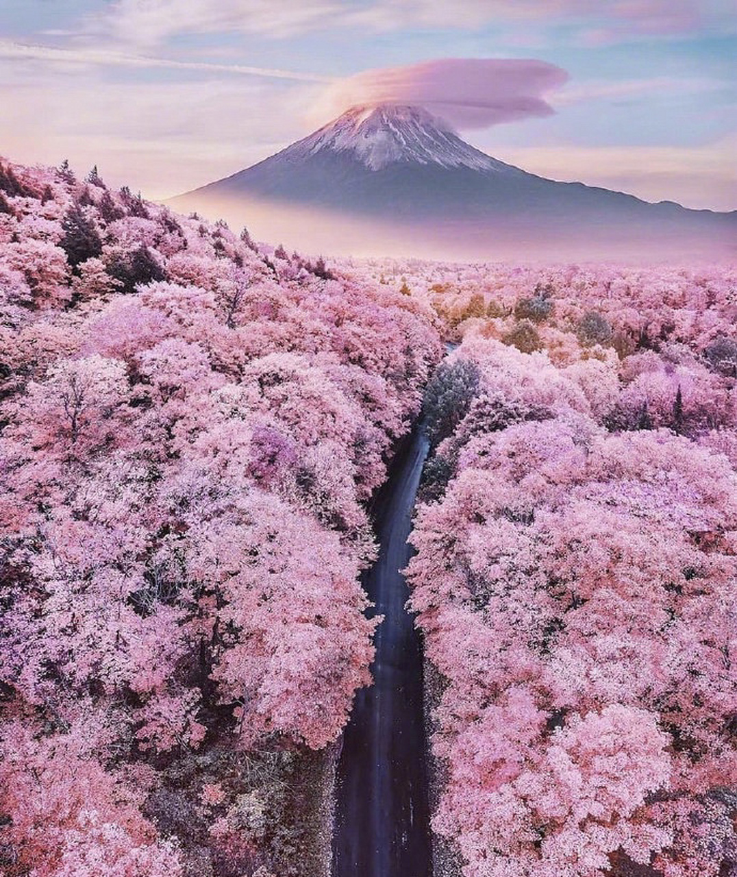 最美的日本樱花季图片送给你们 疫情下的日本樱花季2020年日本樱花祭