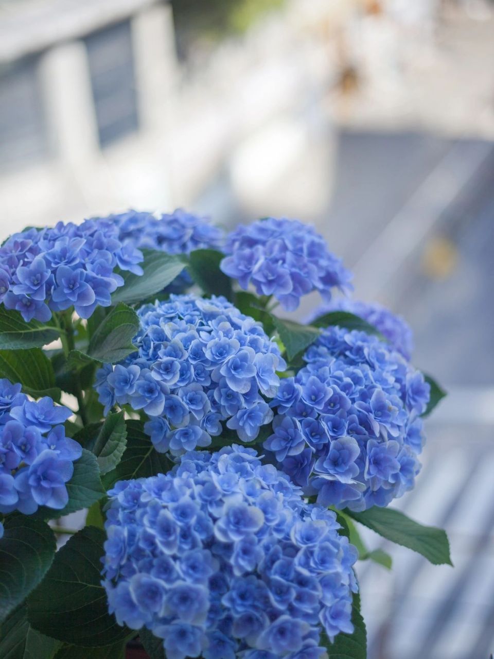 绣球花-佛罗伦蒂娜 蒂娜买回来大半个月了,上次拍照的时候还是半个月