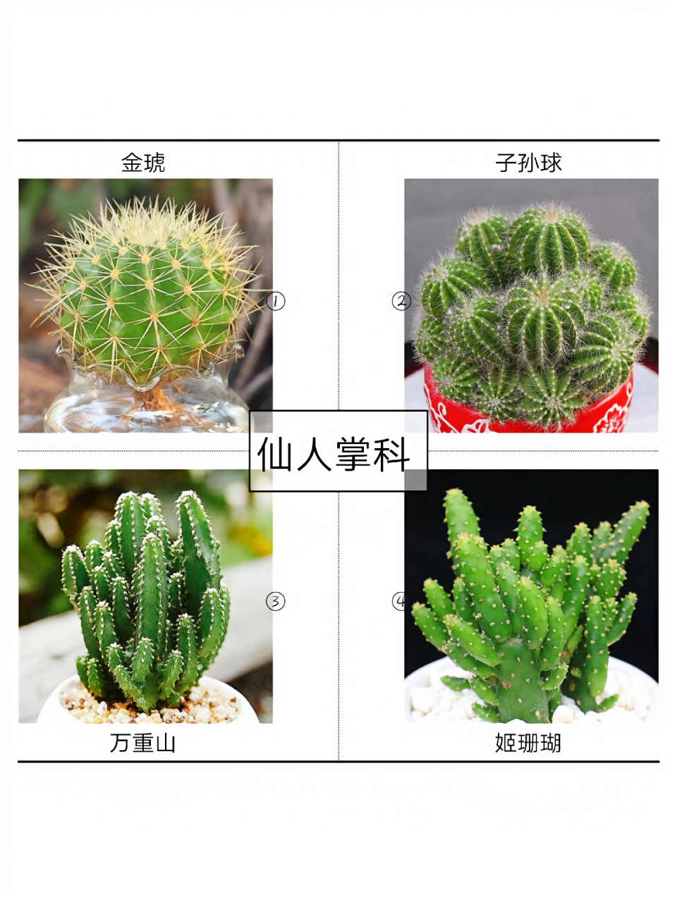 仙人掌跟多肉一样品种多的分不清 仙人掌的寓意 仙人掌有着多种花语