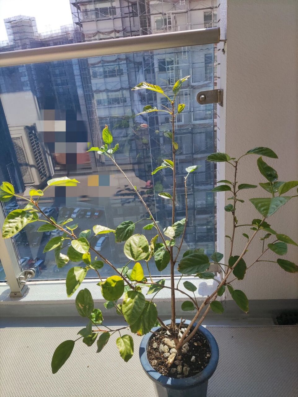 这个扶桑花怎么修剪 养花94高手们,这个扶桑花就往高了长.