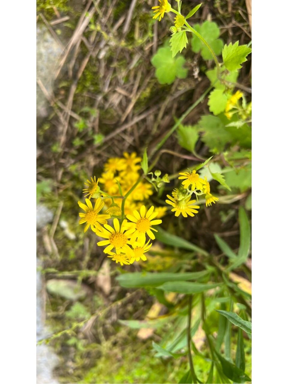 第一次见到油菜花的果实,居然像豆荚一样