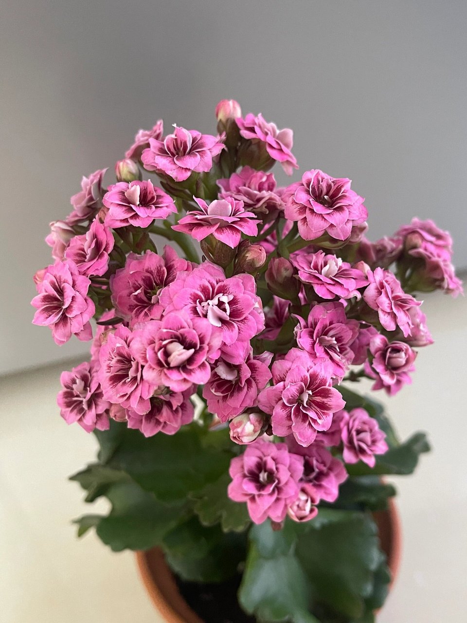 长寿花-爱默生 粉复色猫眼大花 很好看