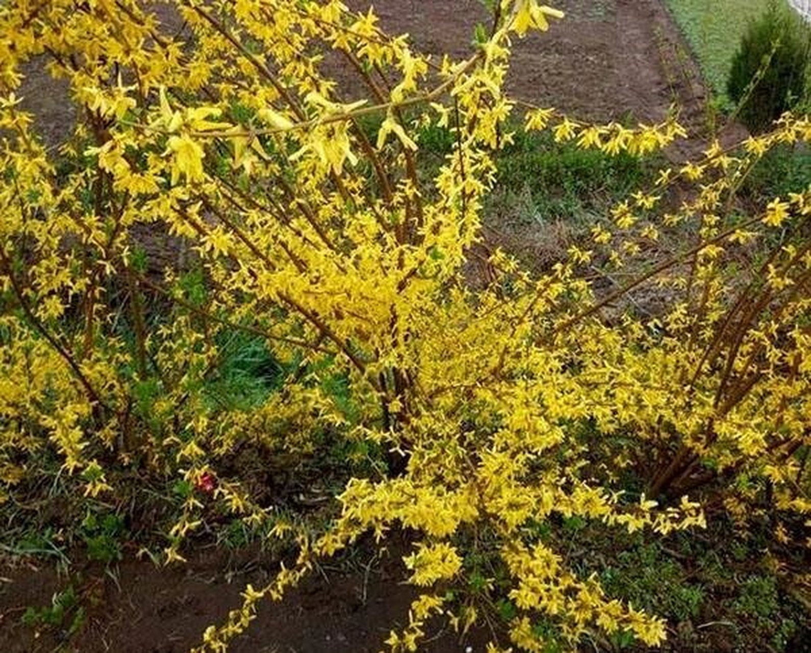 连翘的功效与作用 清热解毒,消肿散结 连翘性微寒,具有清热解毒的功效