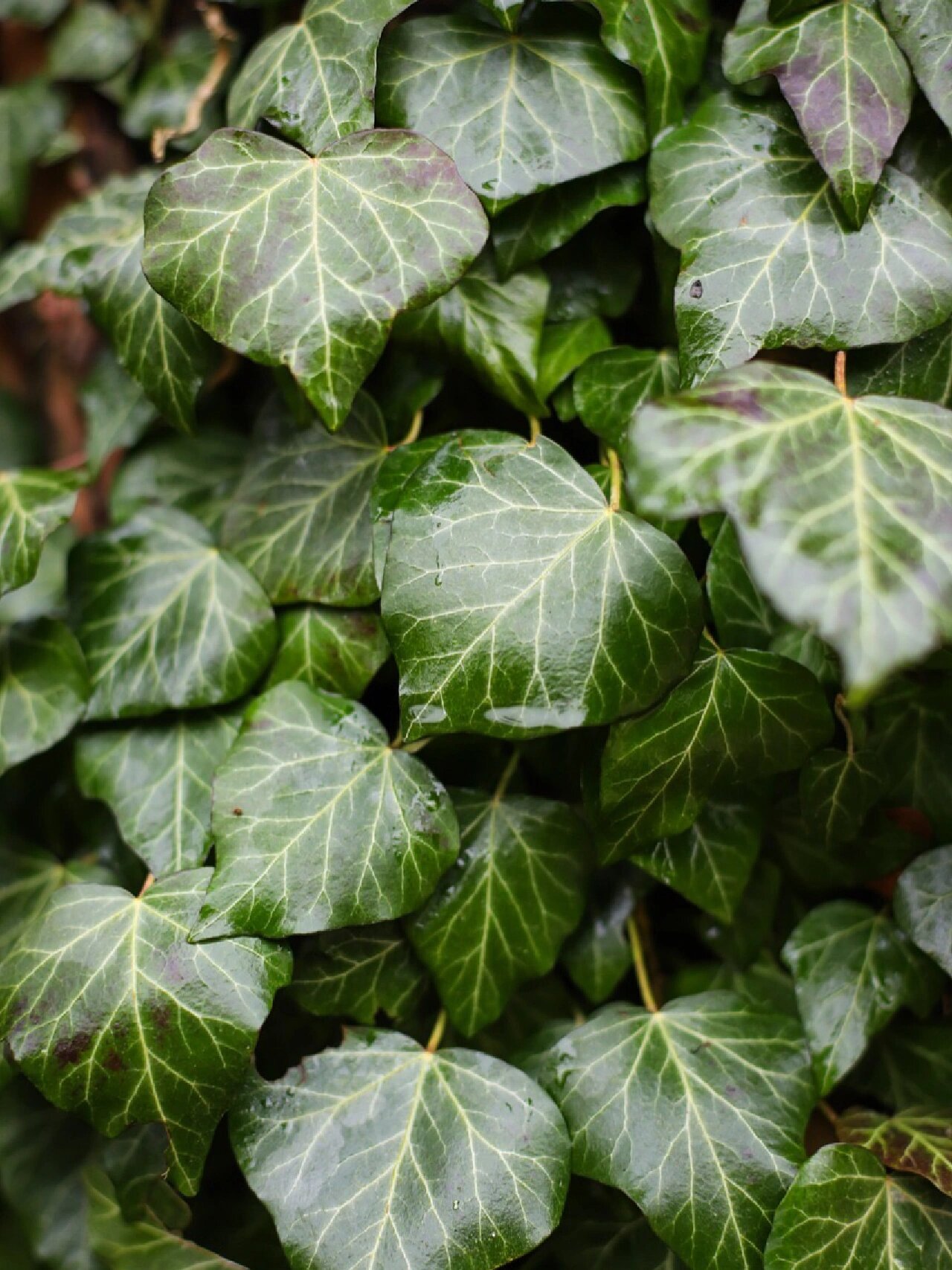 每天认识一种花草:常春藤