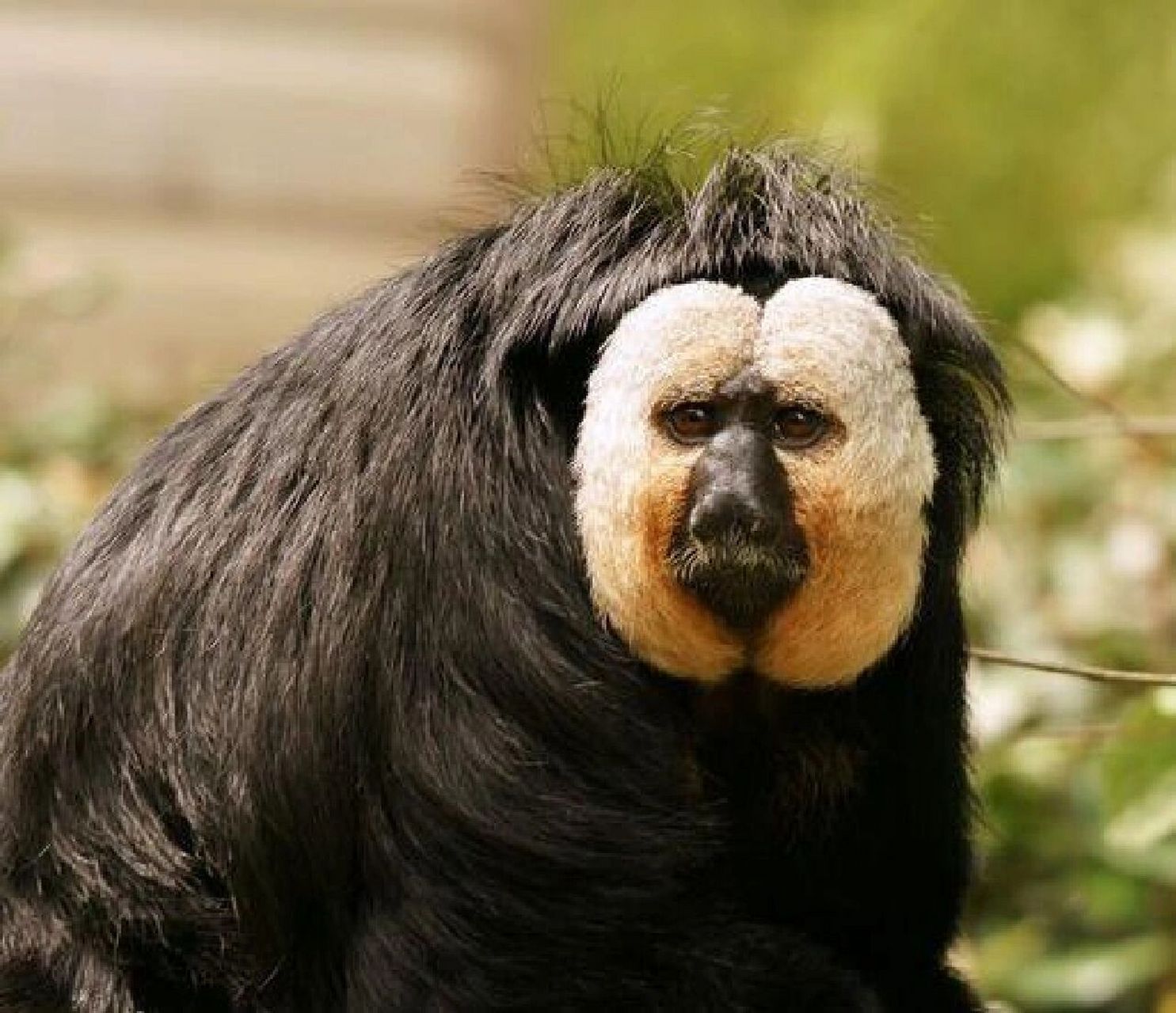 每日神奇动物图鉴/29           白脸僧面猴 白脸僧面猴 南美白脸猴,