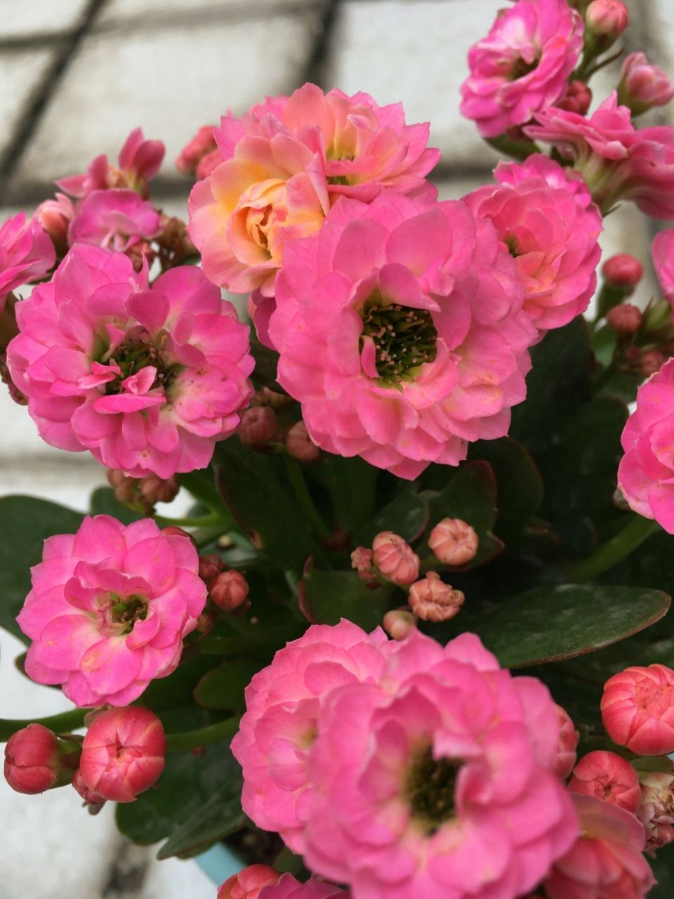 长寿花新品—夏荷 新品上市品名夏荷!请君一同欣赏!