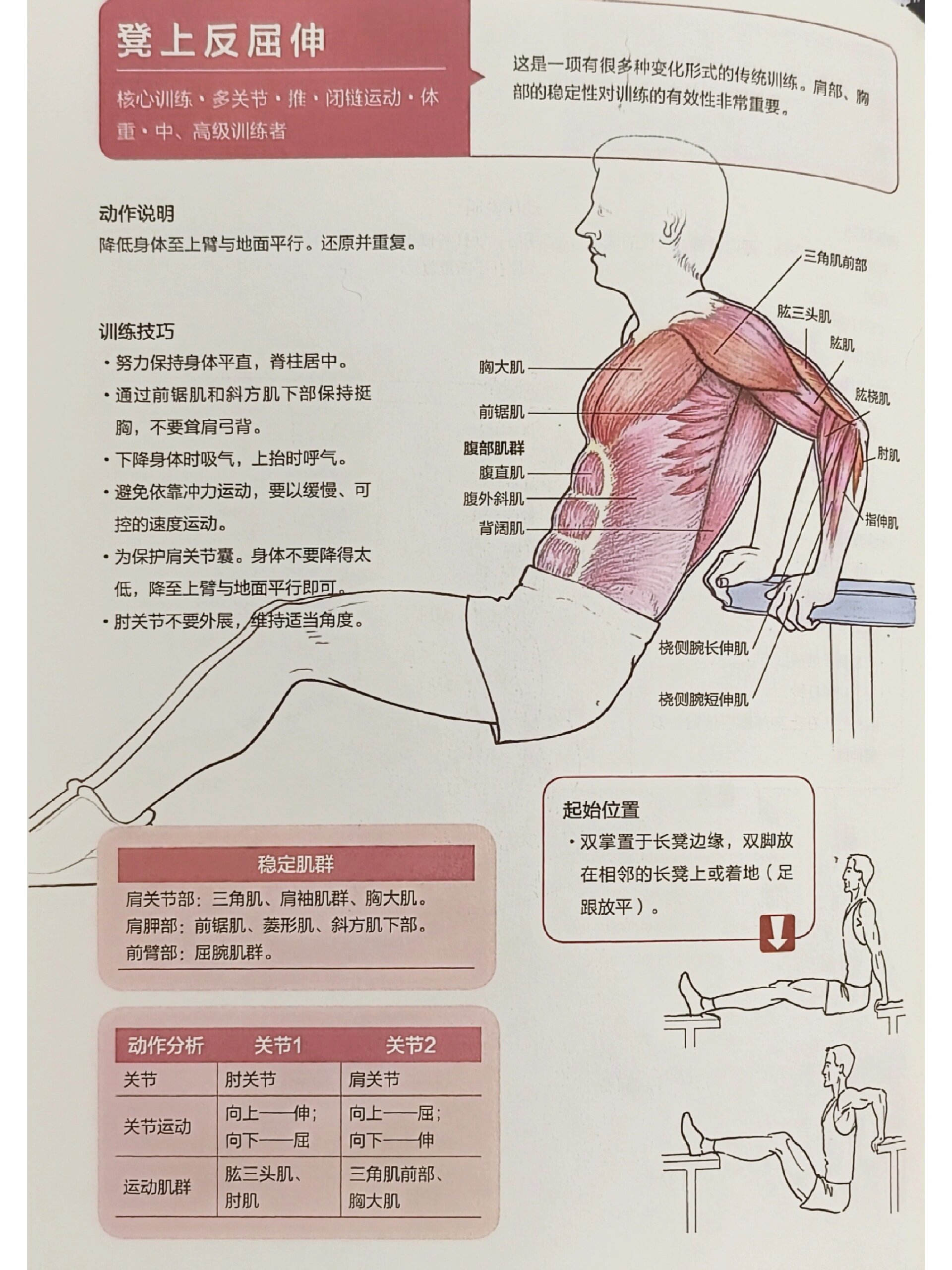 臂屈伸标准动作图片