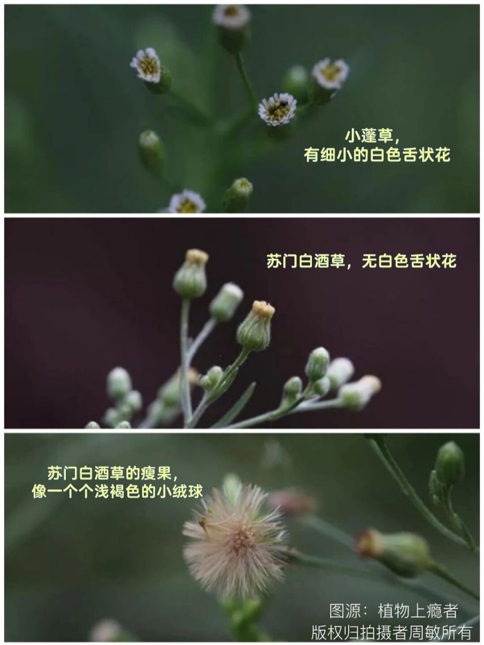🌿【小蓬草】🌿 (外来入侵物种) (与苏门白酒草非常相似) =======