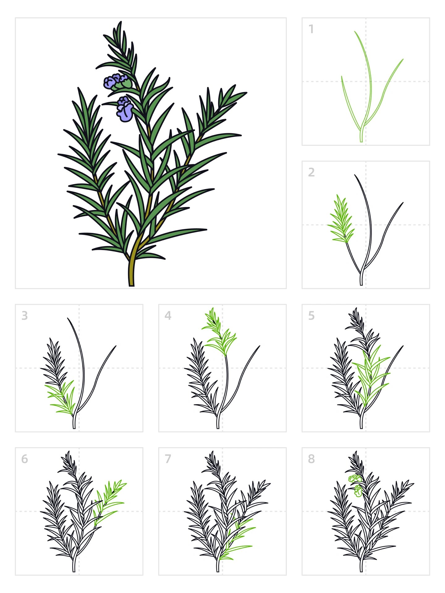 简笔画143期|迷迭香