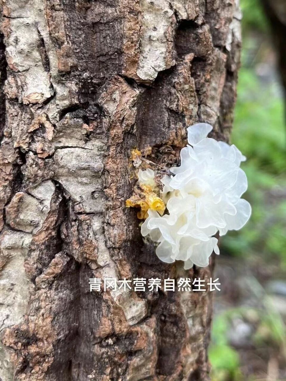 天然环境中生长的椴木银耳 用传统栽培方式——段木栽培培育出来的