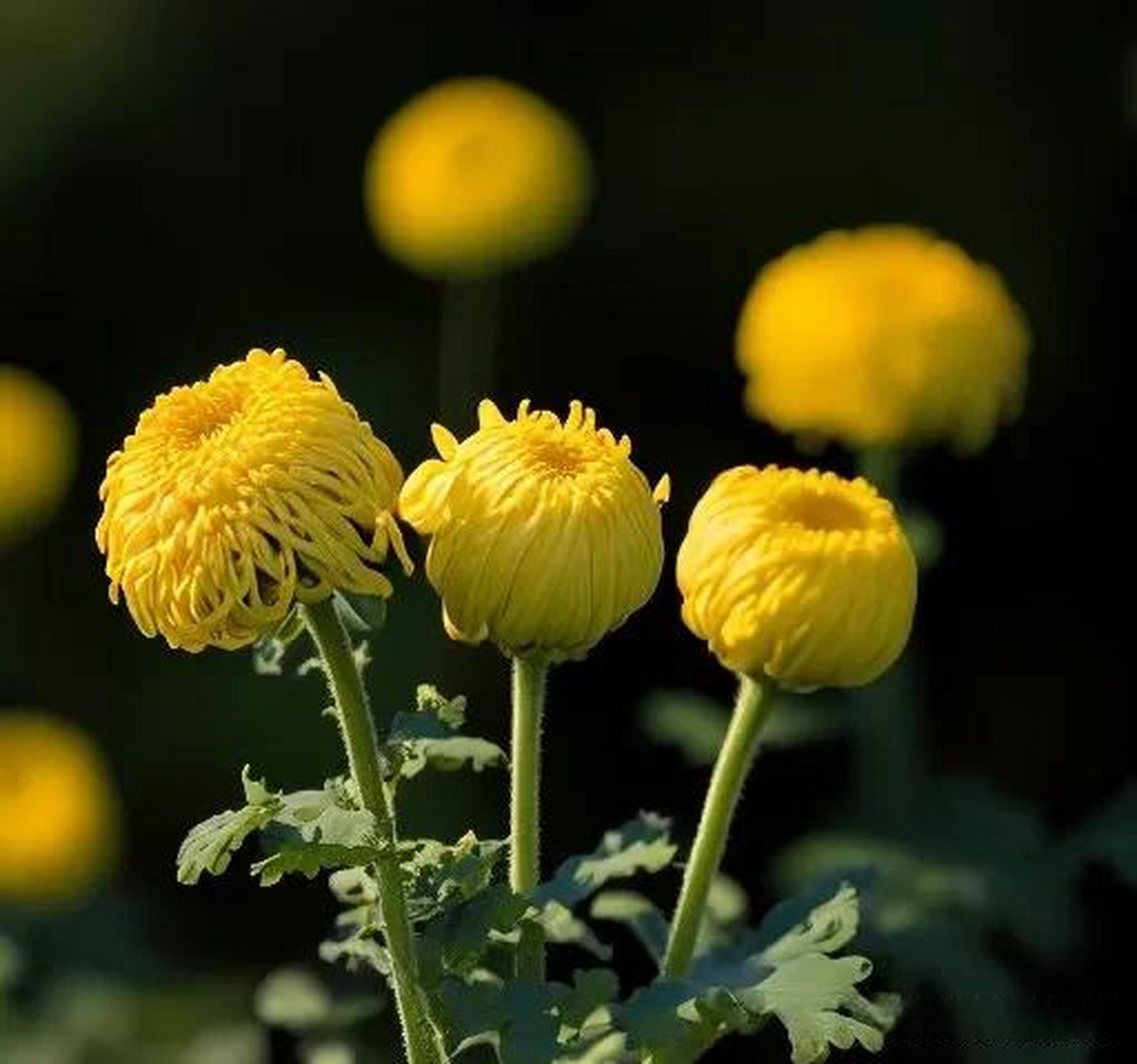 菊花的花骨朵儿图片