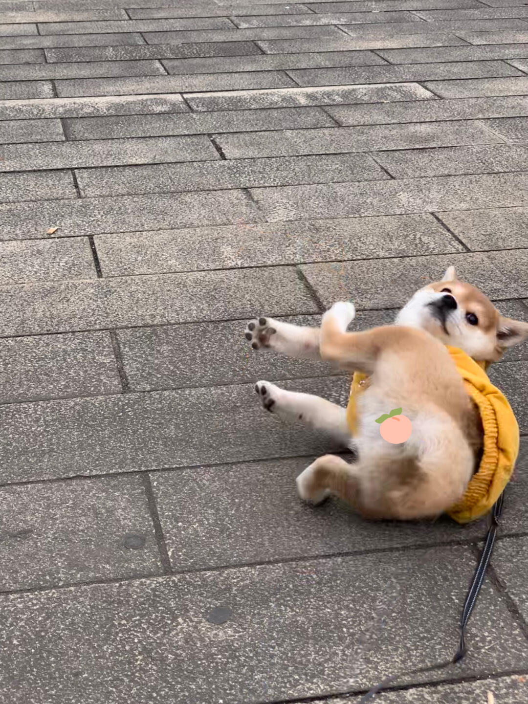 无法回到过去柴犬