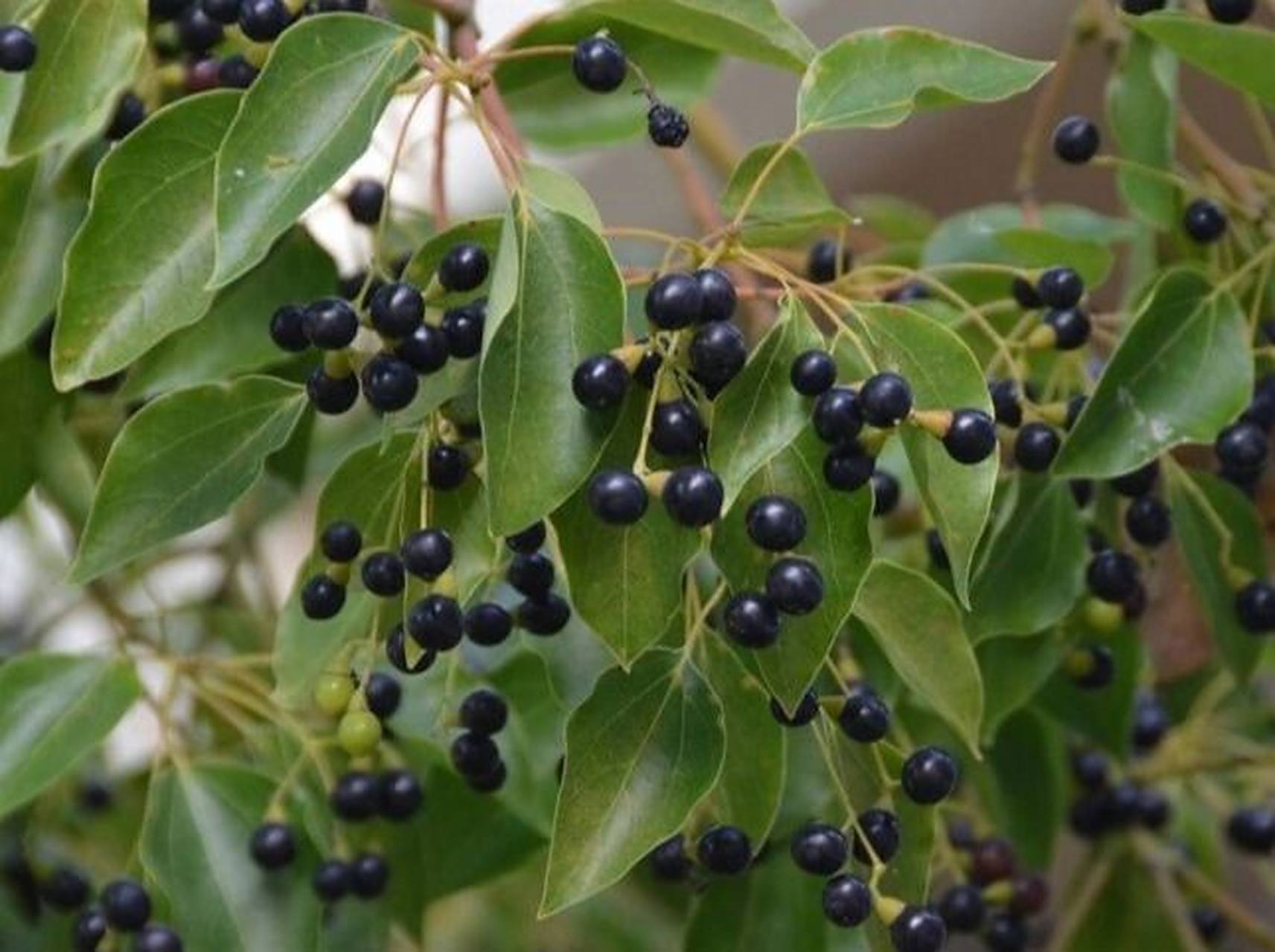 81 | 樟 99药材名: 樟(樟科) 99别名: 樟树,香樟,樟木,油樟,香通