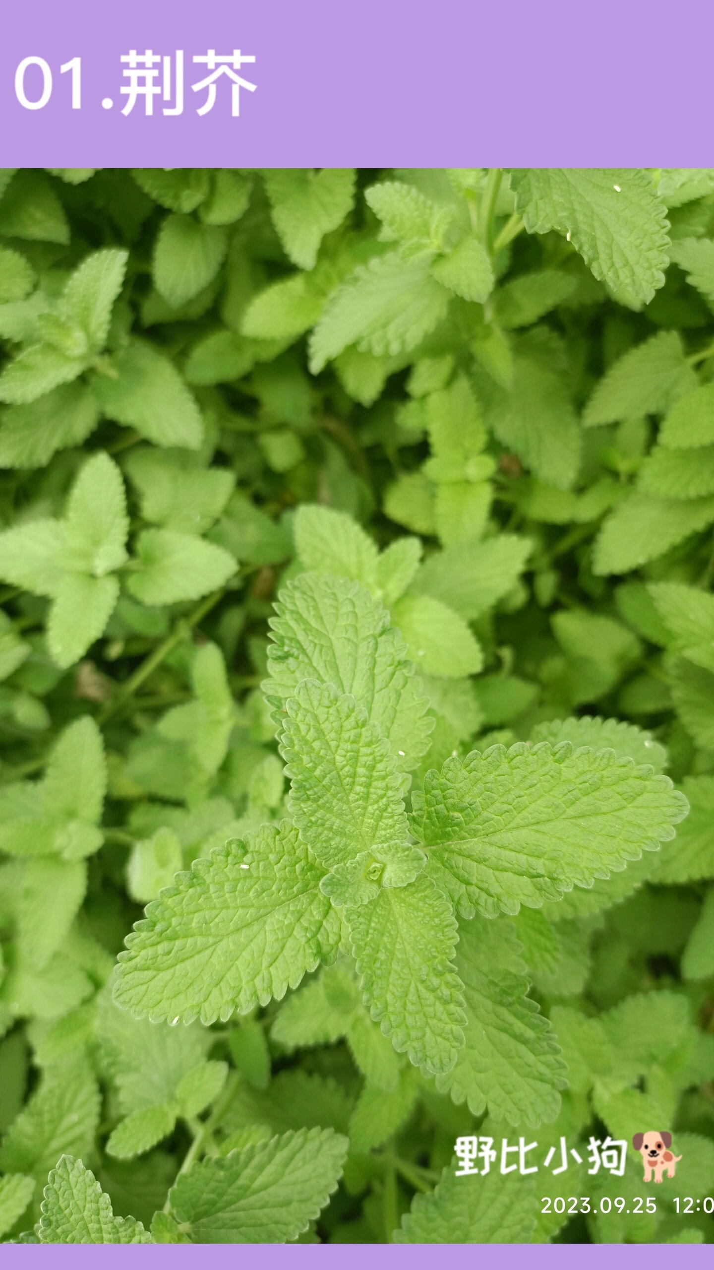 荆芥真实图片