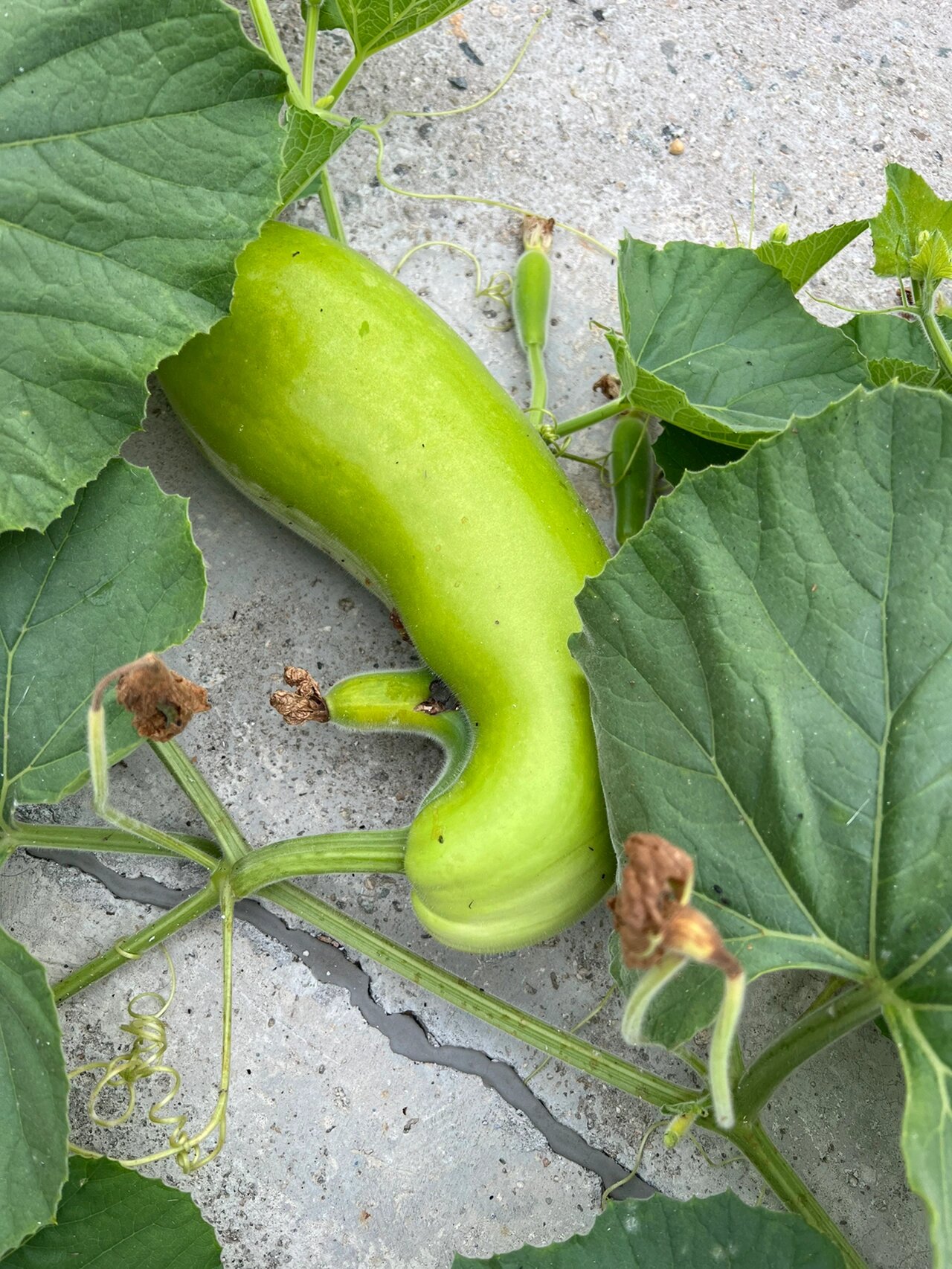 今年种的胡瓜居然有自己的想法