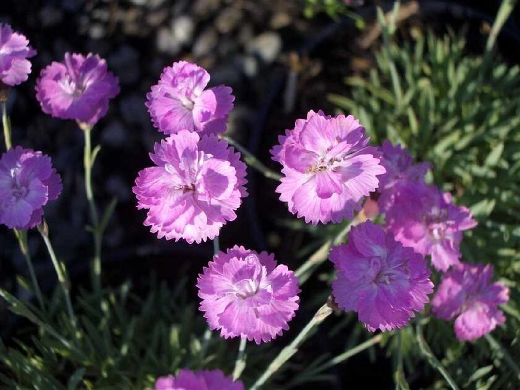 植物大赏|迷你重瓣石竹 "小桃红","粉色宝石","甜美头饰"三款迷你小型