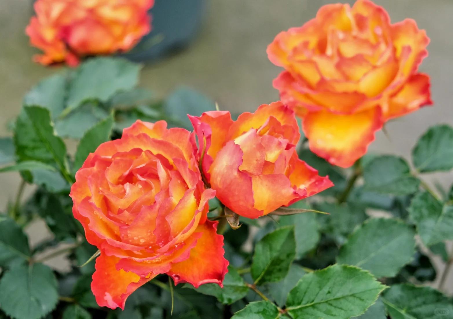 月季品种(25)——火焰(埃斯托里尔) 埃斯托里尔又名火焰,大花微月,开