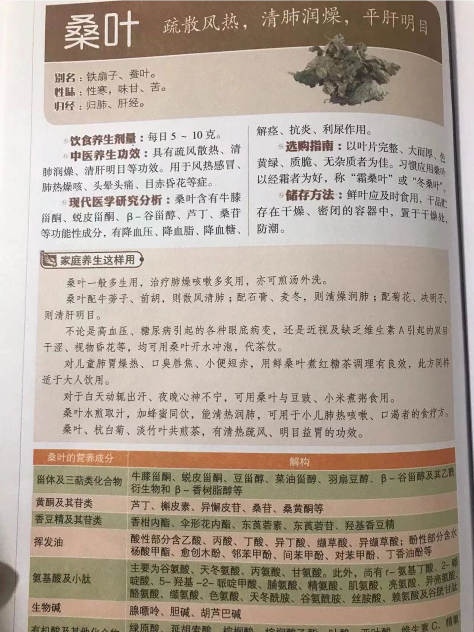 桑叶芽 功效图片