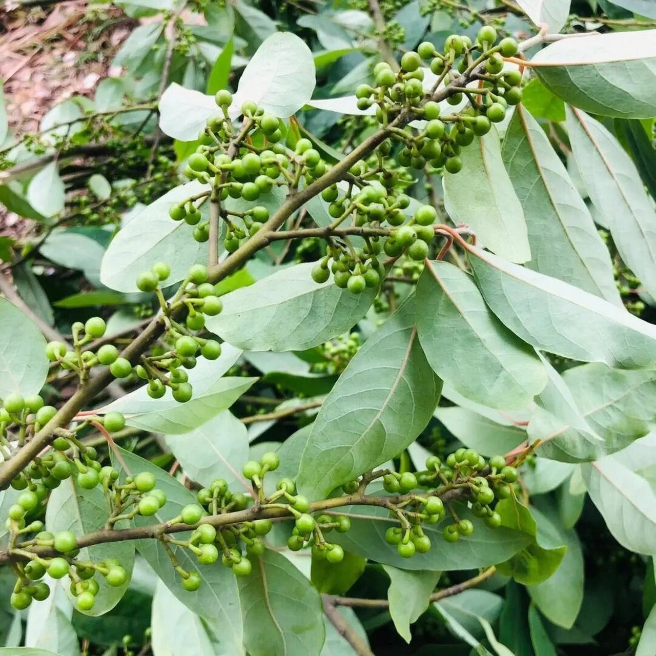 野生山草药图片