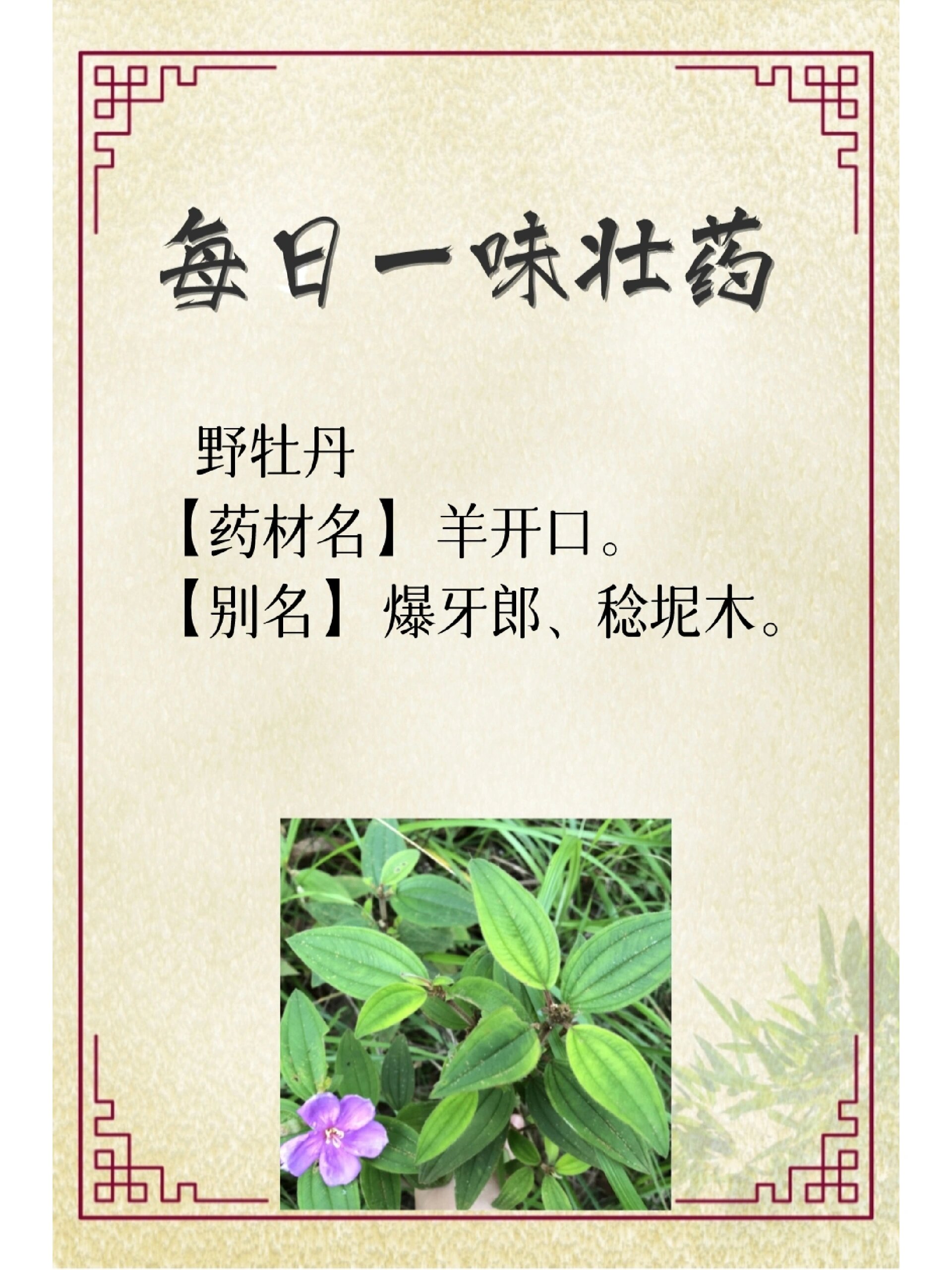 《野牡丹》 野牡丹 🌺【药材名】羊开口.