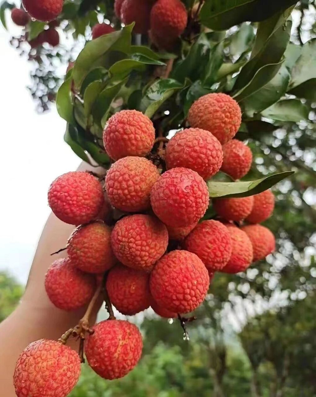 灵山荔枝介绍图片