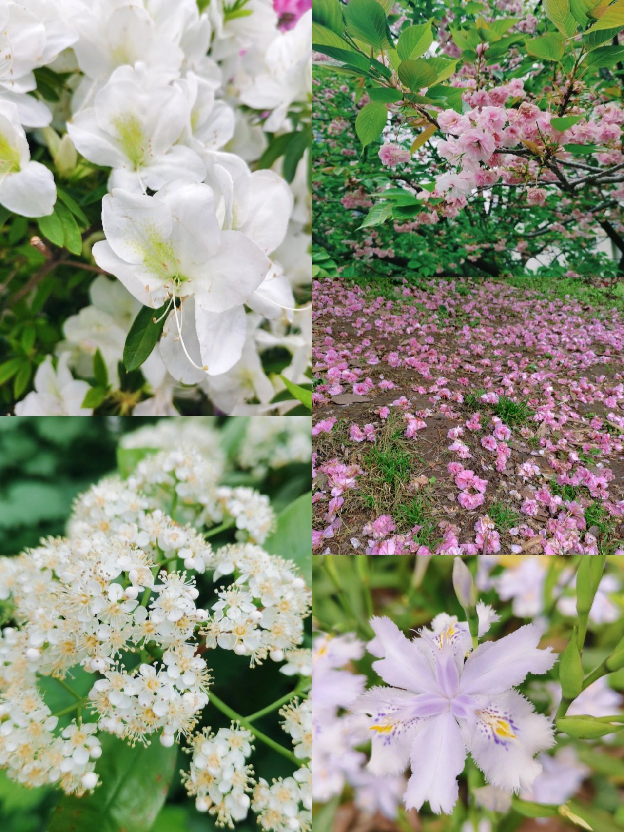 贵阳药用植物园路线图图片