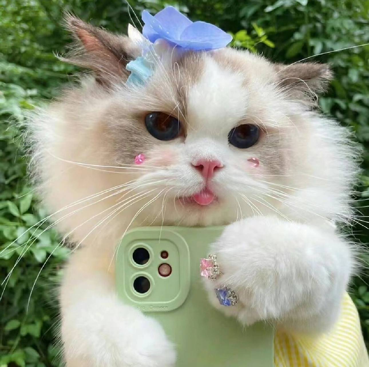 布偶猫猫头像已送达,请薯友们接收 可爱的布偶猫头像,这布灵布灵的大