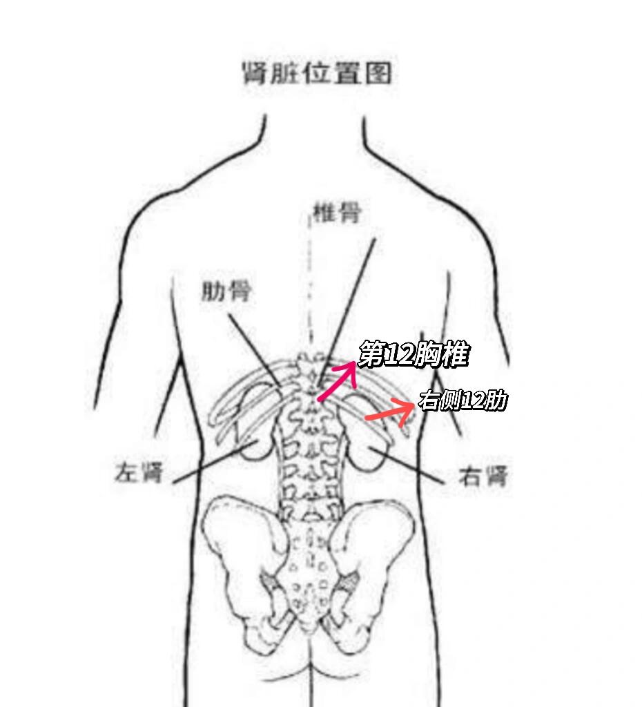 肾的位置在哪里示意图图片