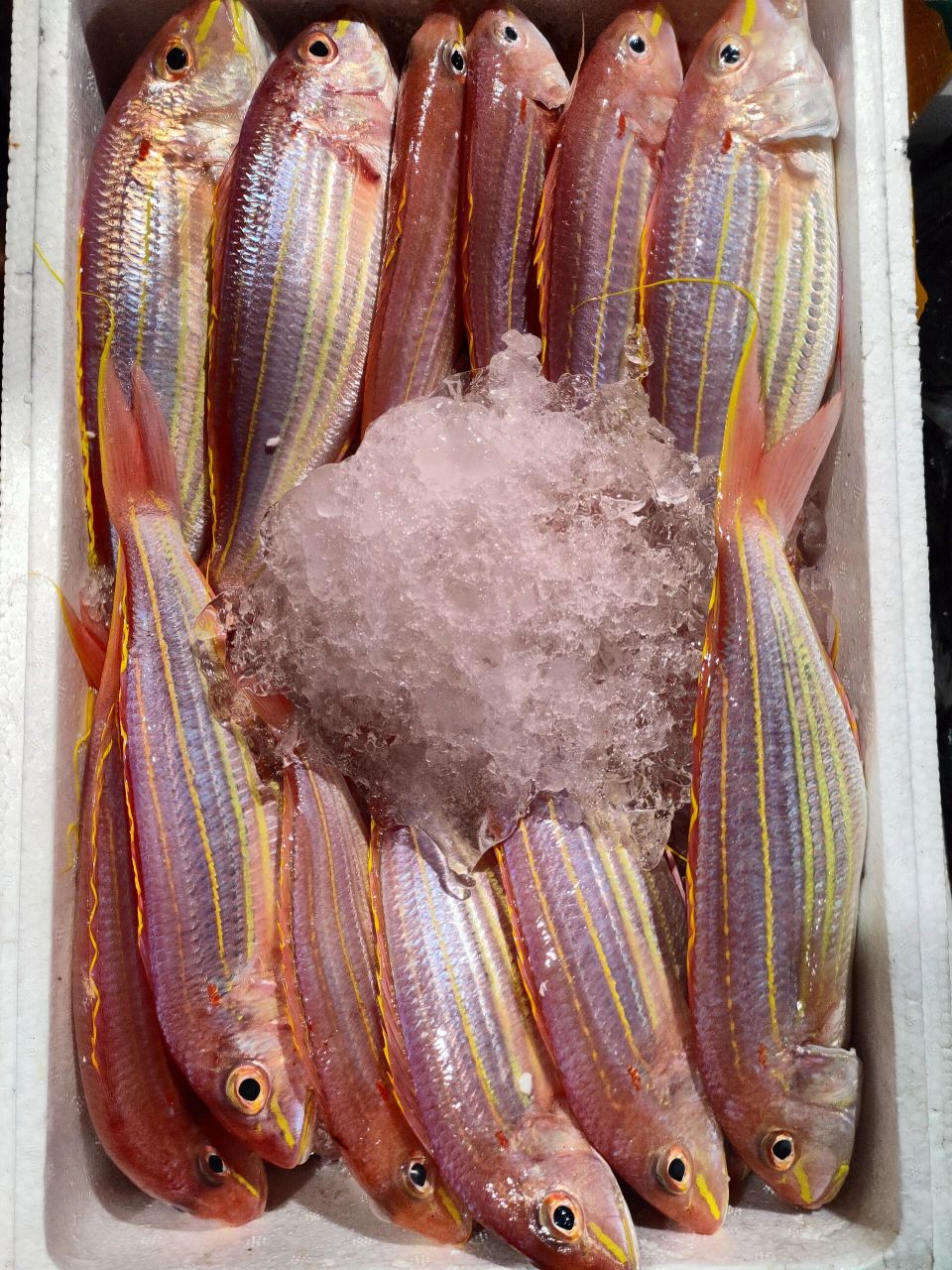 金线鱼又名金丝鱼,吊鲤,红哥鲤等,我们家的高品质金线鱼颜色鲜艳颜值