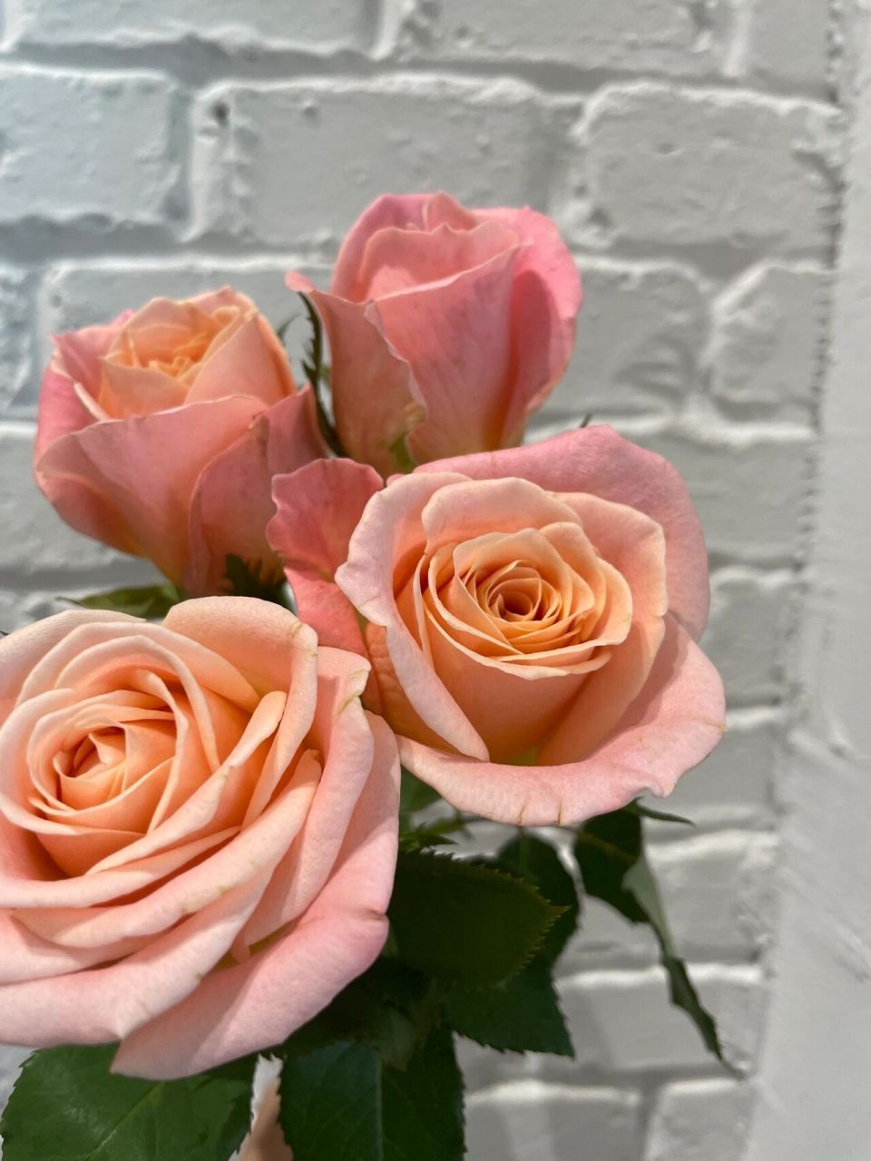 每日识花——朱朱小姐玫瑰 朱朱小姐是一种自带香味的玫瑰,花瓣的外层