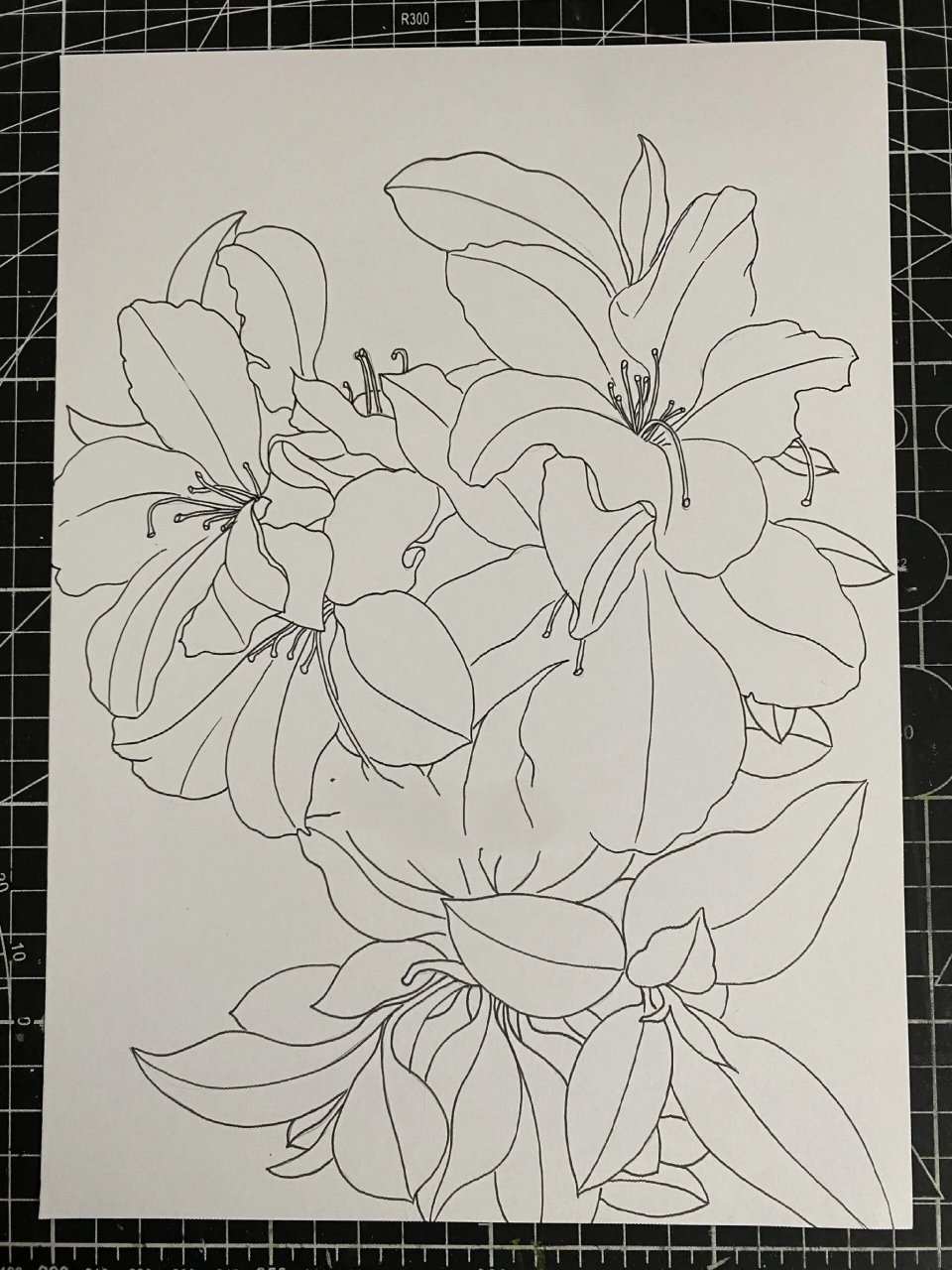杜鹃花‖花卉线描‖马克笔上色【附过程】 杜鹃花寓意人们对生活热烈