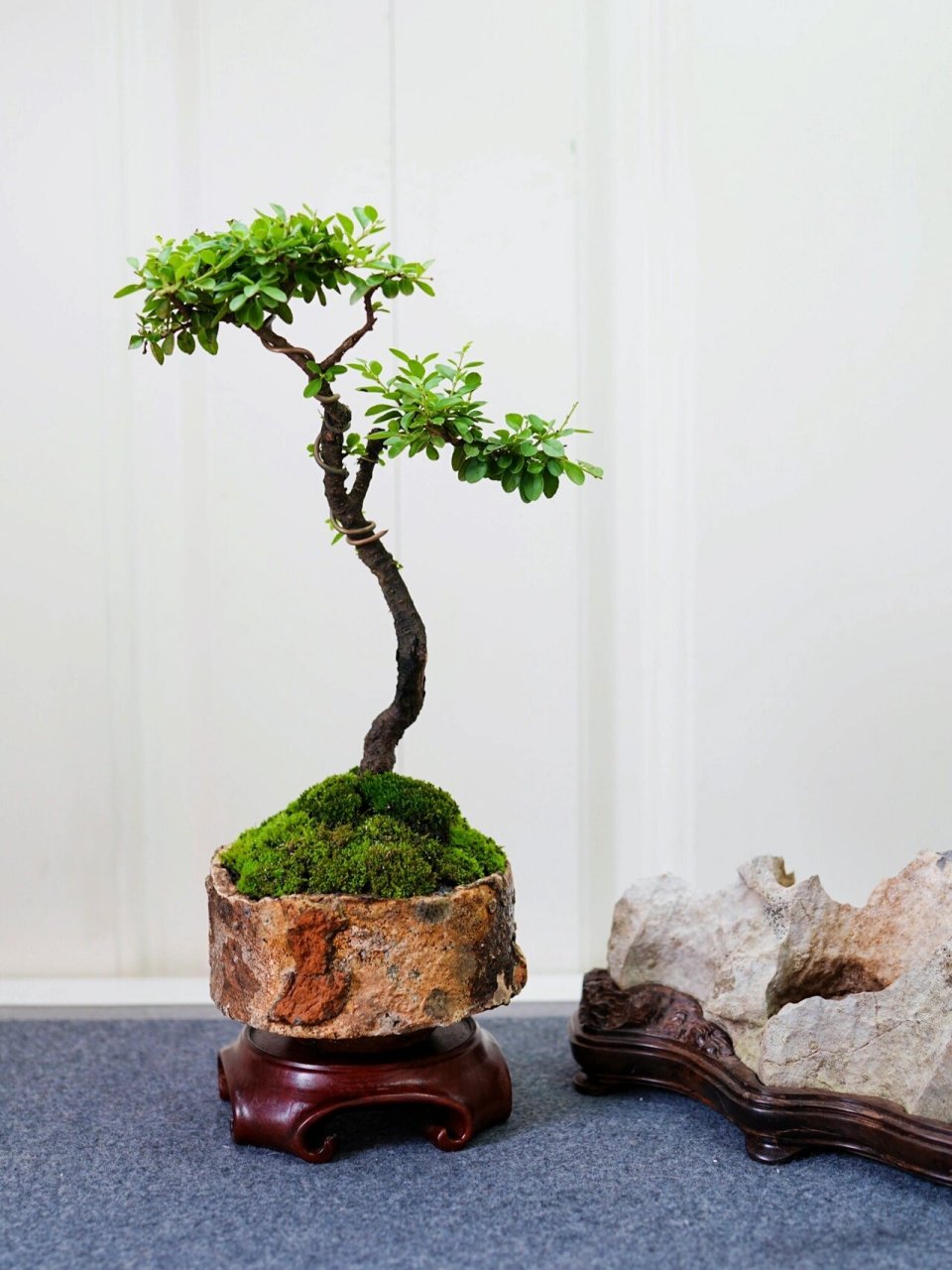 文房珍赏|铁马鞭小盆景