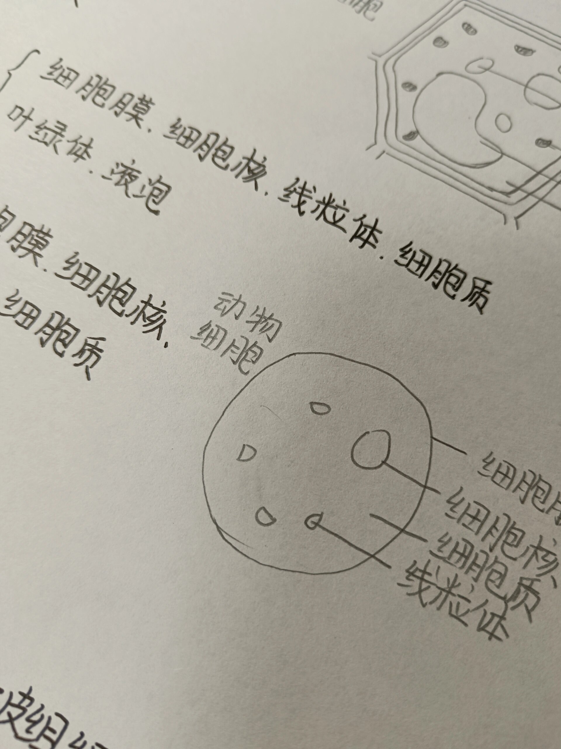 动物细胞图手绘图图片