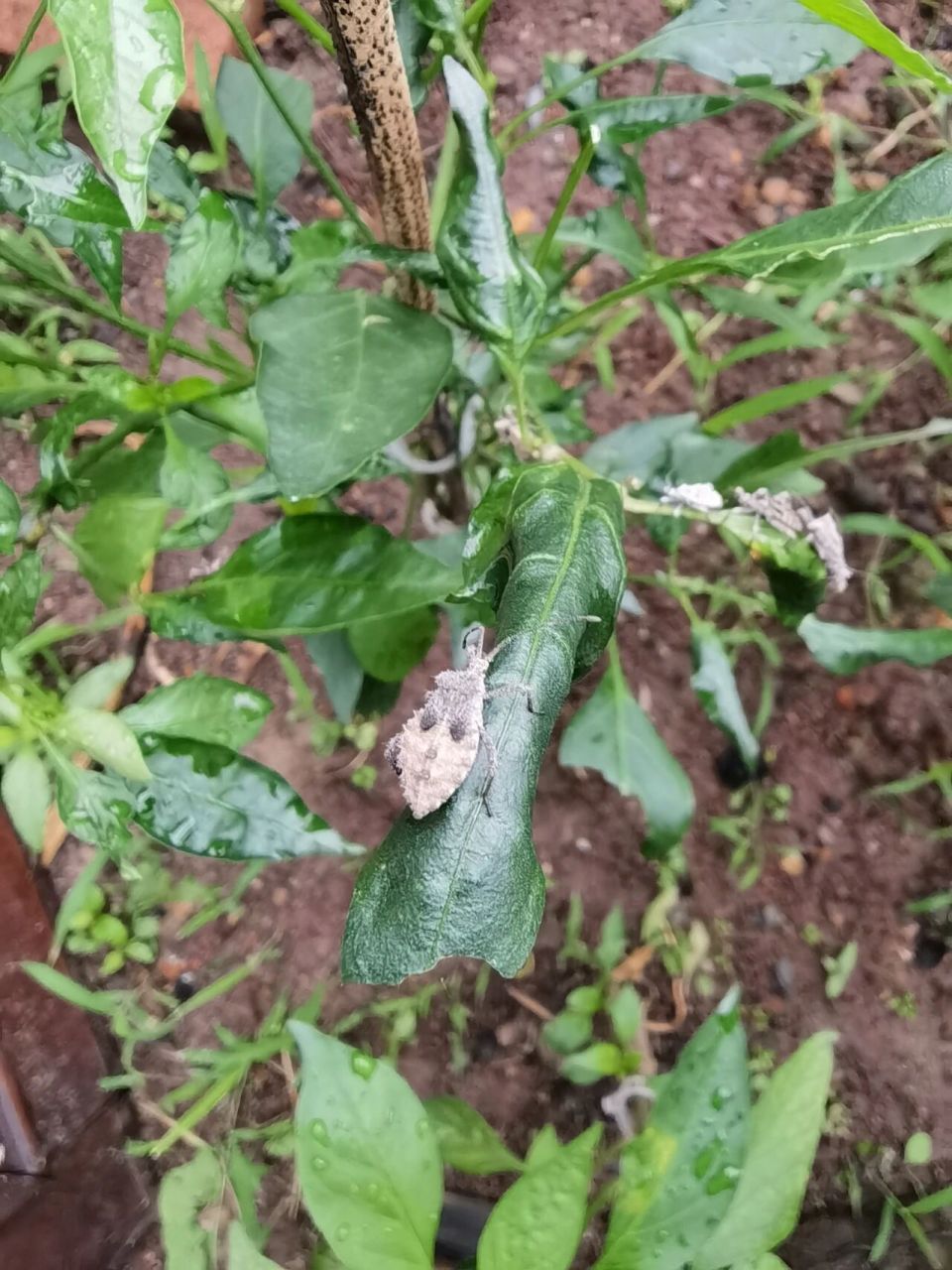 家里种的辣椒,上面好多大虫子,求救 辣椒叶子和梗上面爬满了这种虫子