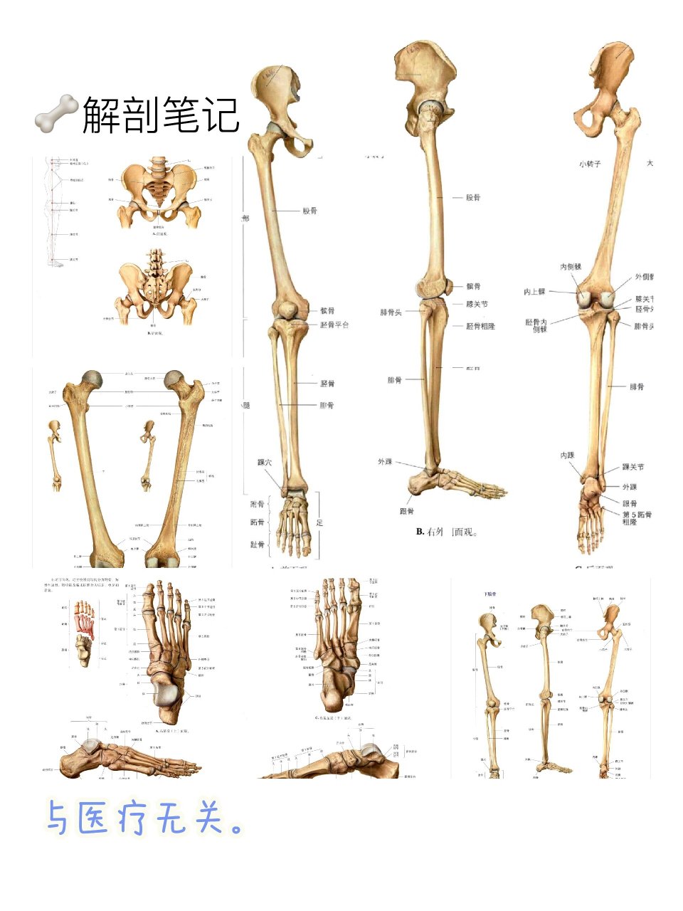 人体最长的骨图片