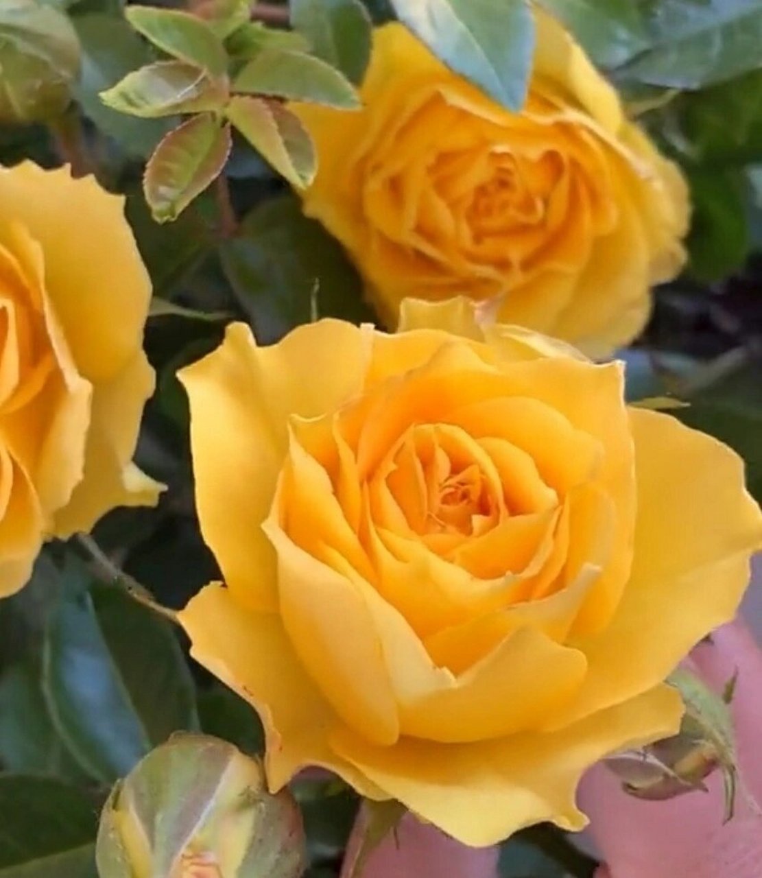 白羊座:株高50㎝,花径6～8㎝,花型和果汁差不多,深橙色,重瓣,甜香味