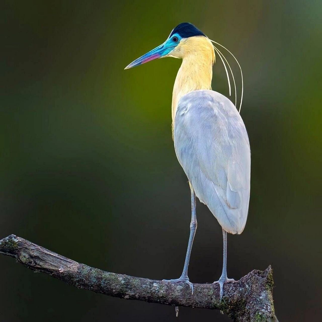 蓝嘴黑顶鹭 #保护动物# #鸟类# #观鸟# #蓝嘴黑顶鹭