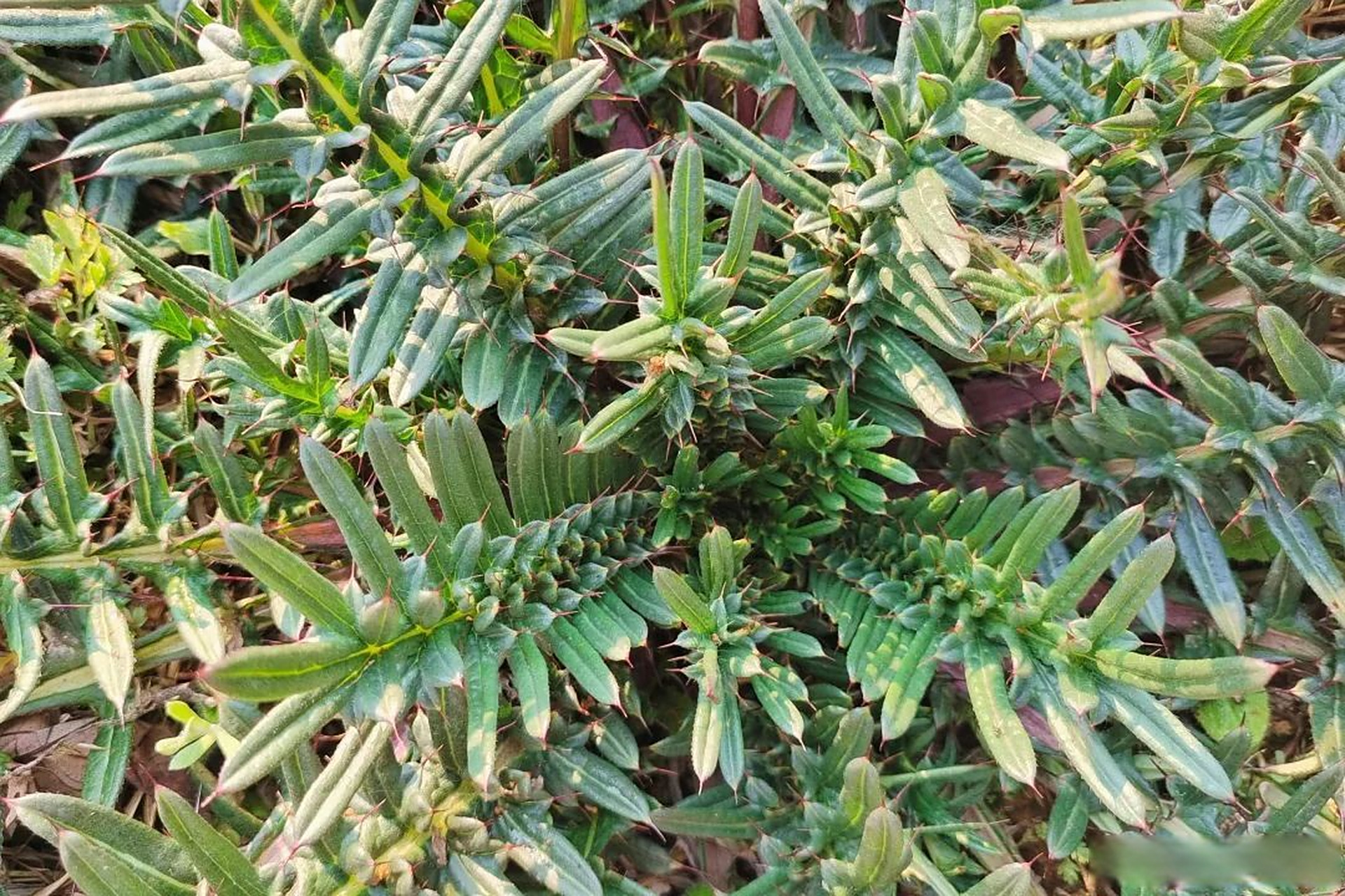 鸡刺根学名大蓟,是一味中药材,采用地上干燥部分或根为药用,具有凉血