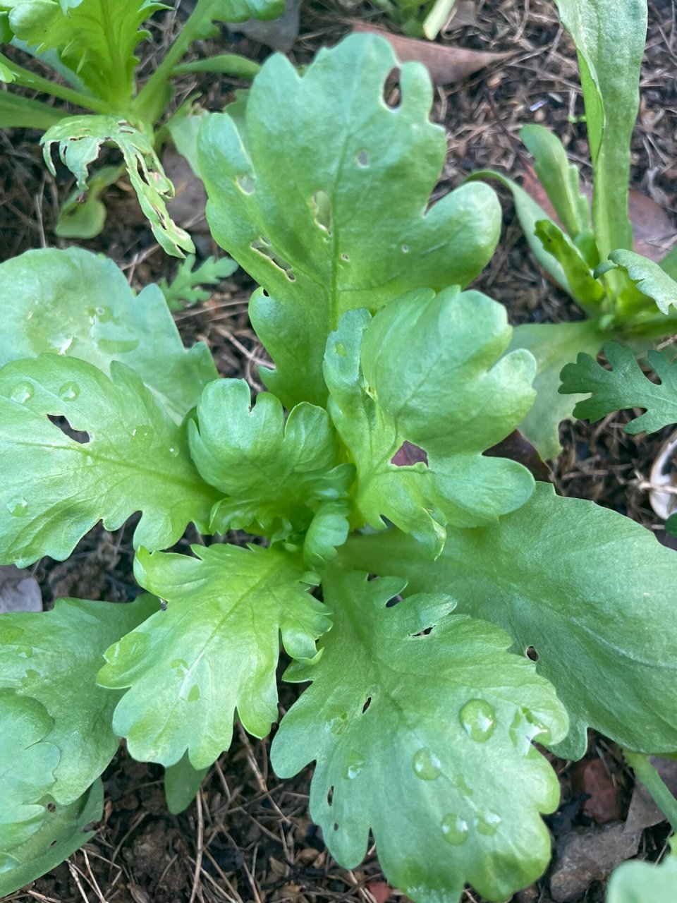 蒿菜图片