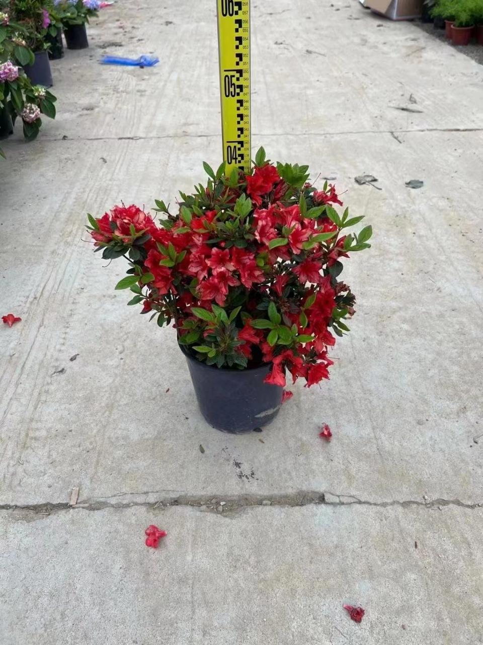 安酷杜鹃也非常适合盆栽观赏,无论是株高尺寸,还是开花习性.