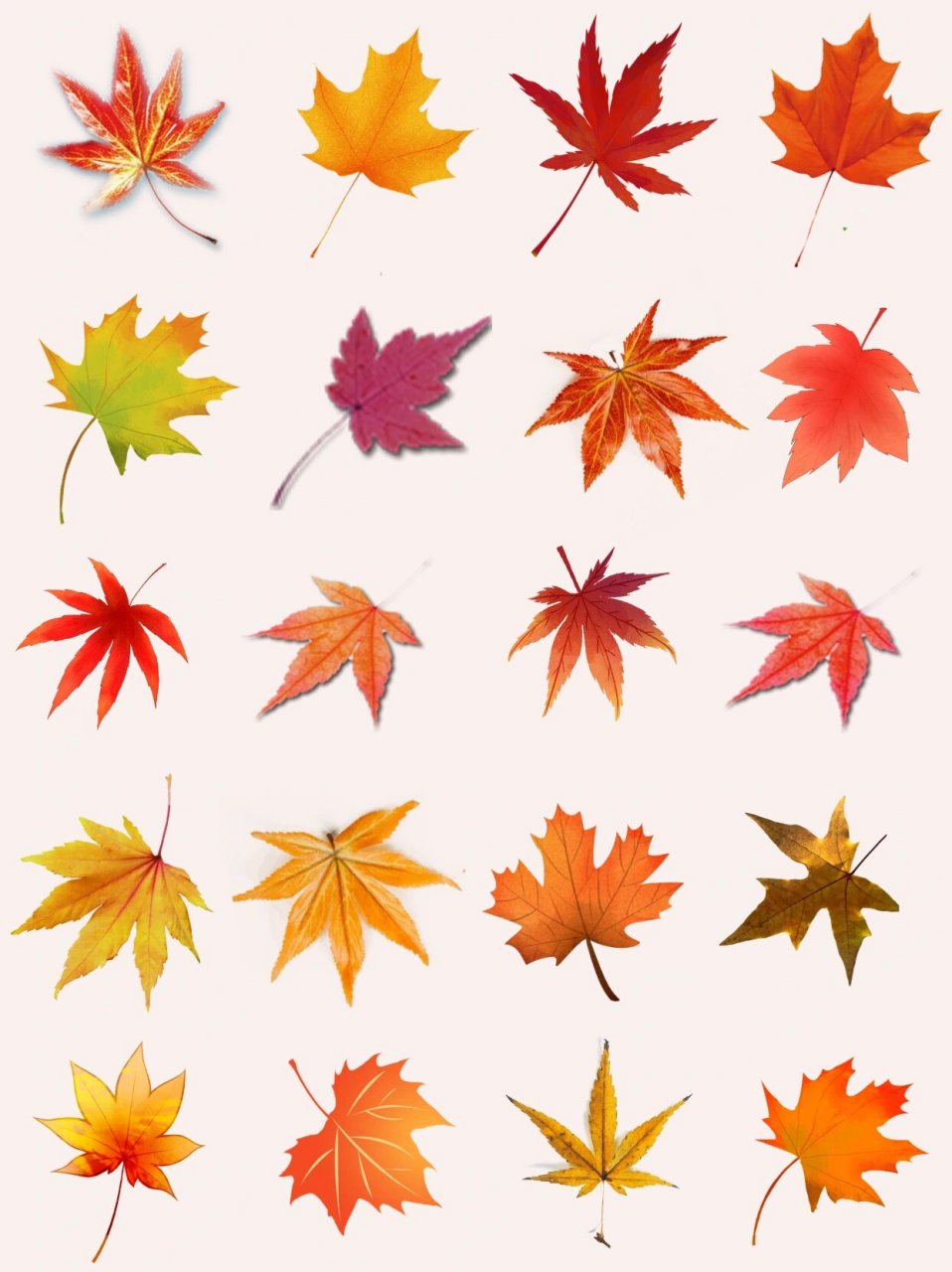 叶落知秋|93枫叶&梧桐叶png免扣素材 9393仿佛zui热的夏天还未
