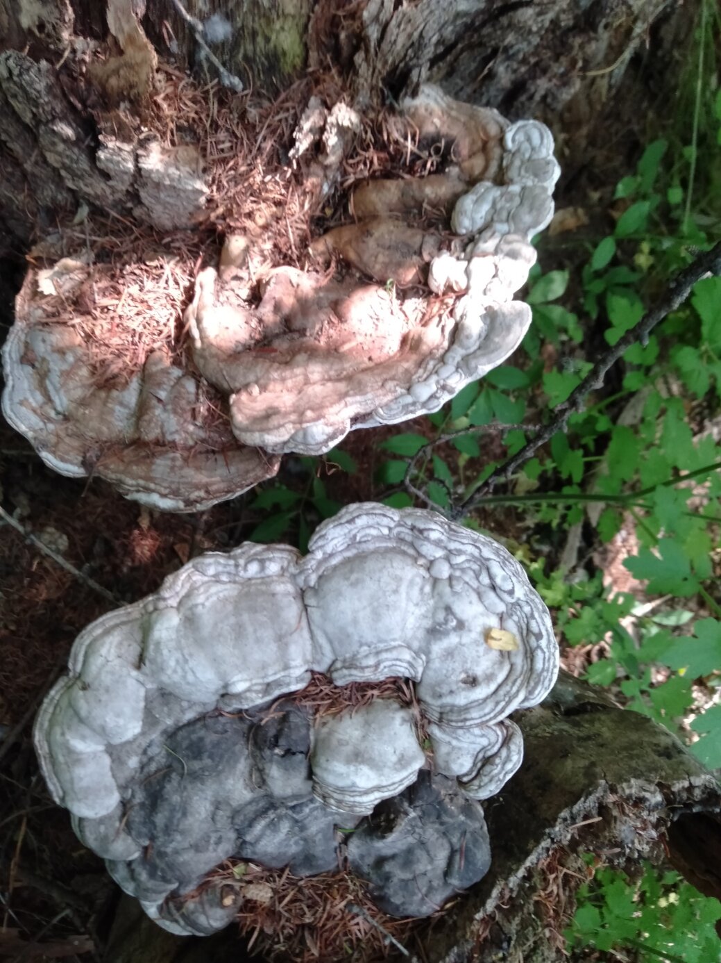 树根上长的蘑菇图片图片